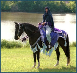 Arabian Horses
