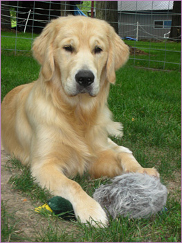 English Cream Golden Retriever