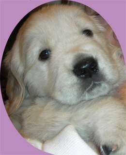 English Cream Golden Retriever Puppy